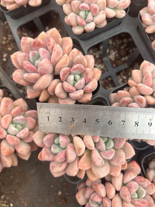 多肉花斑路6-8厘米小货