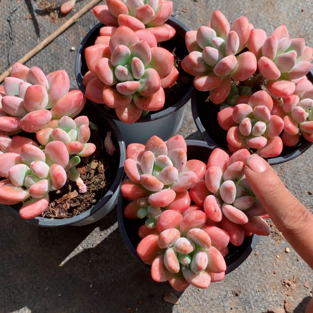 【闪购商品】樱花洛神多肉植物