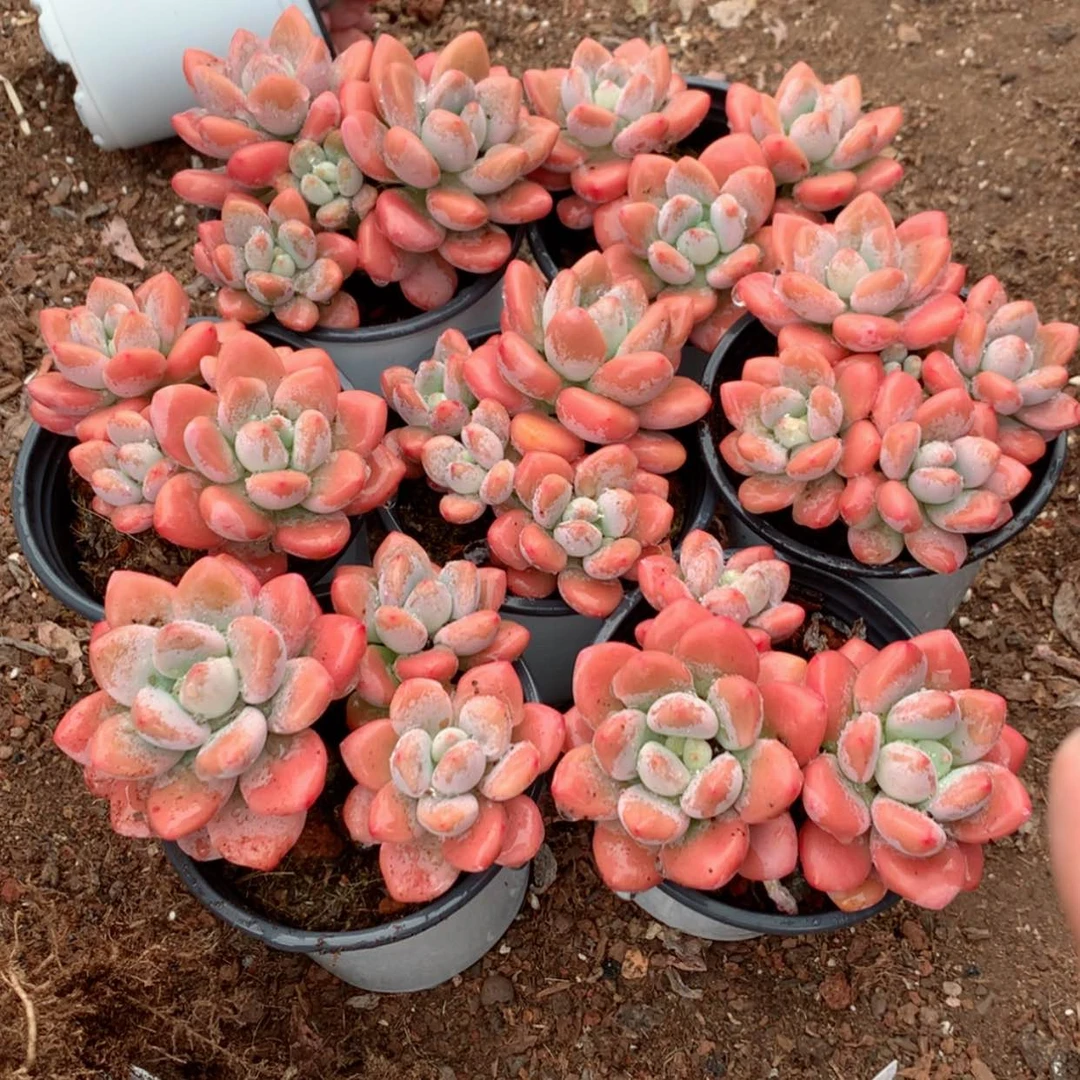 【闪购商品】樱花洛神多肉植物