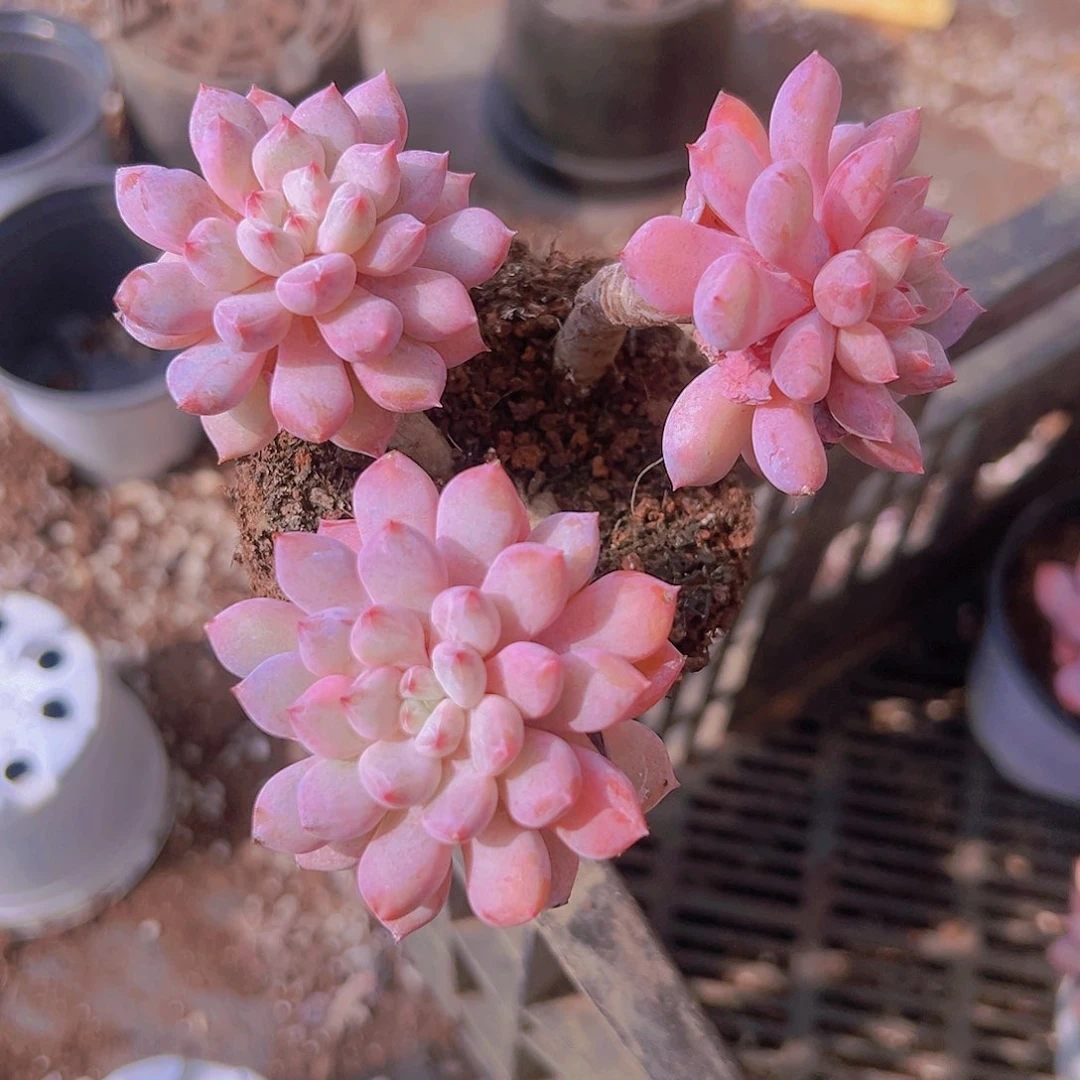多肉橘子冰群生多肉植物