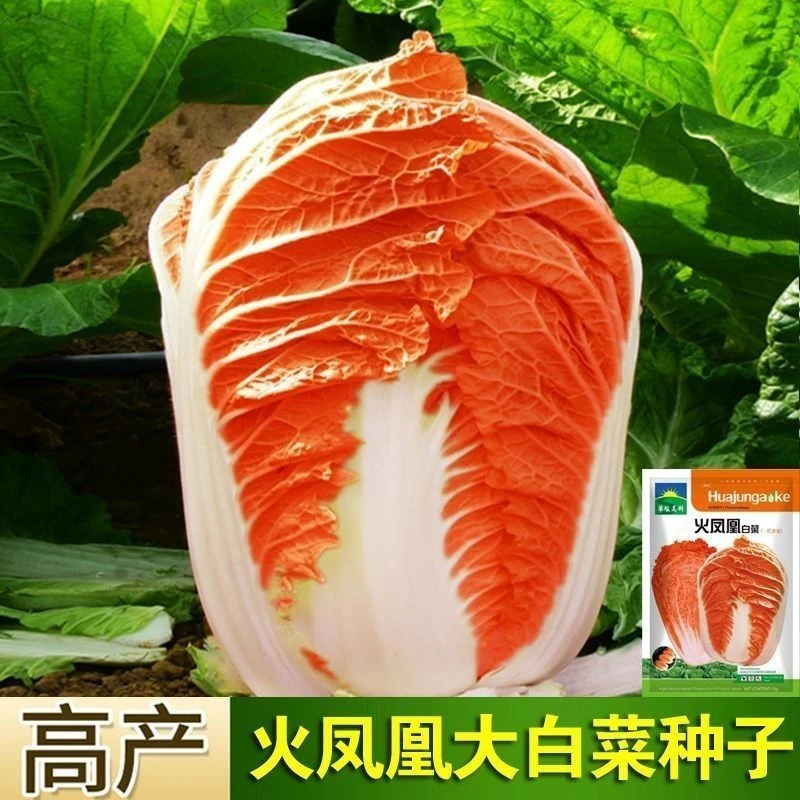 营养火凤凰火红白菜种子大白菜种子庭院阳台盆栽蔬菜种子白菜籽