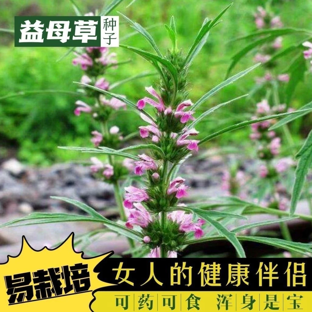 益母草种子籽食药两用益母草种子易种庭院室内盆栽绿化多年生植物