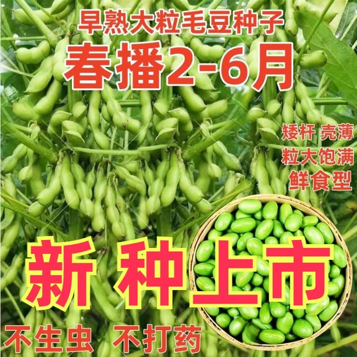 大粒毛豆种子青皮黄豆种子早熟高产大荚菜毛豆种籽春季蔬菜种子
