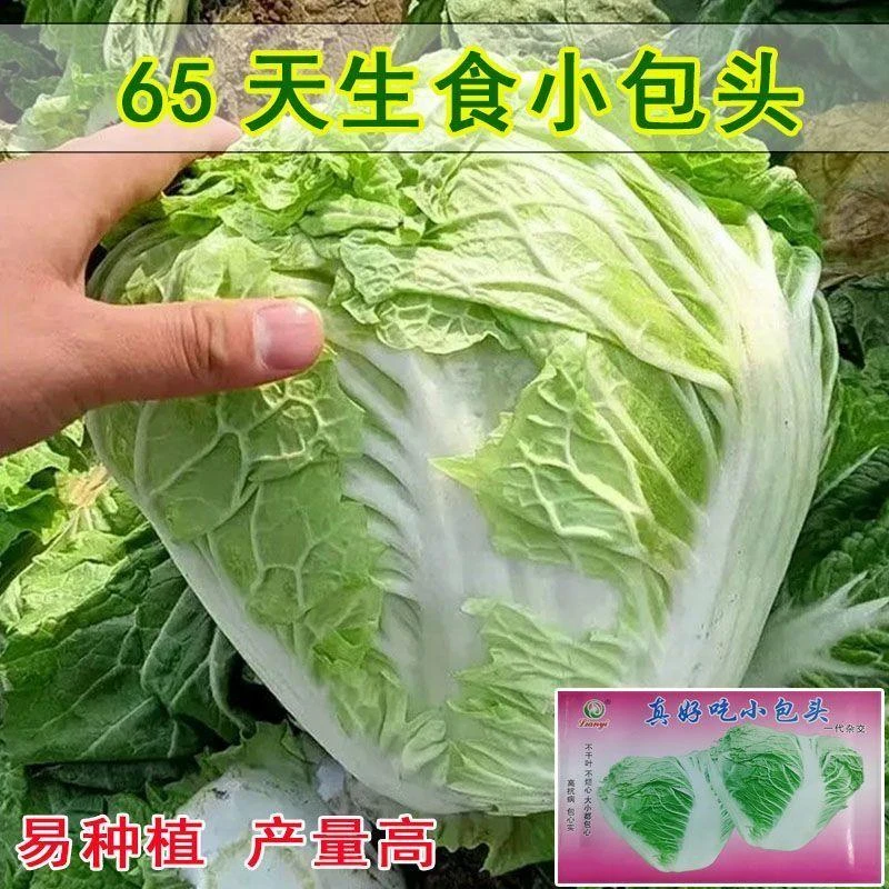 真好吃小包头白菜种子正宗火锅圆白菜籽四季叶多无筋蔬菜种子大全