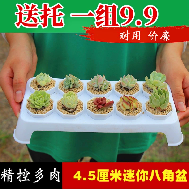 多肉花盆加厚迷你小号八角花盆塑料批发家用盆栽叶插育苗盆耐用