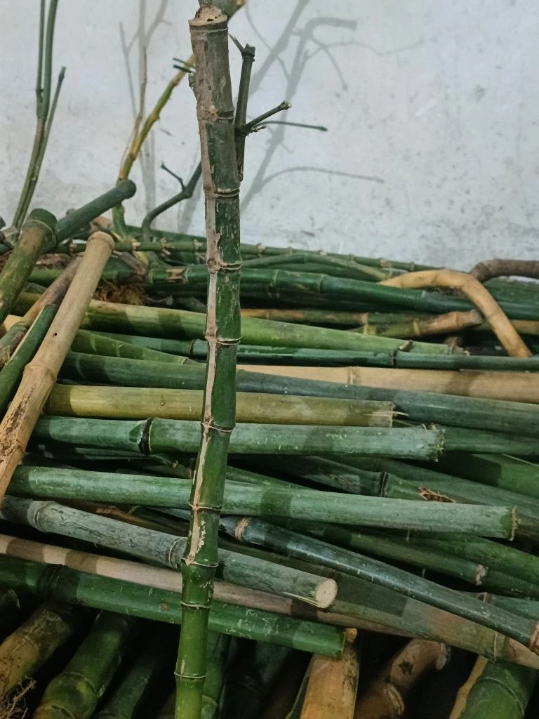全根玉竹下山异形手把件各种毛料出售