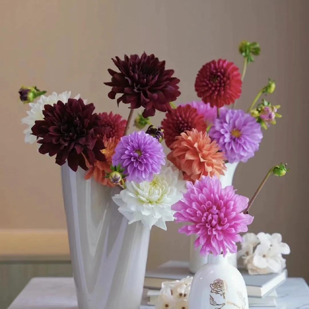 绚丽缤纷 大丽花