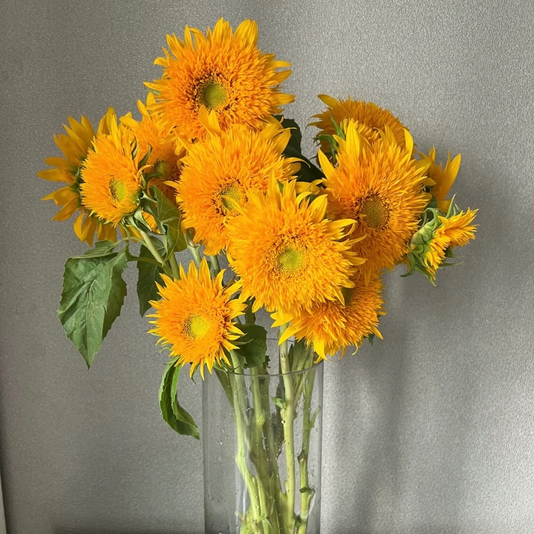 {泰迪向日葵鲜花}莫奈油画风