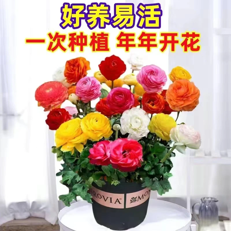 【栽好发货】重瓣洋牡丹花毛茛种球花苗室内室外易养活花卉盆栽种根
