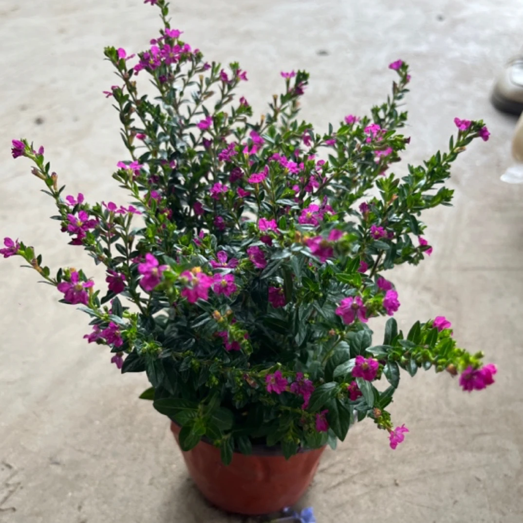 满天星盆栽四季开花室内客厅带盆栽好养带花苞发货观花植物常绿