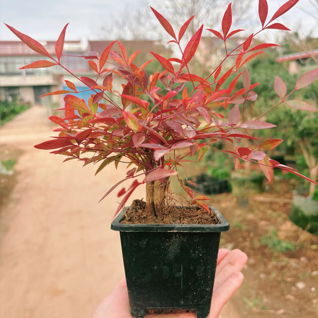 红天竹盆栽小盆景桌面阳台耐寒花卉南天竹庭院彩色苗木迷你红果子