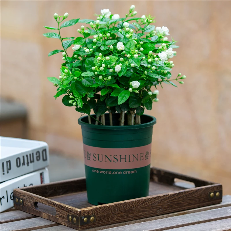 茉莉花盆栽室内阳台室外庭院四季开花好养植物花卉浓香型带花苞苗