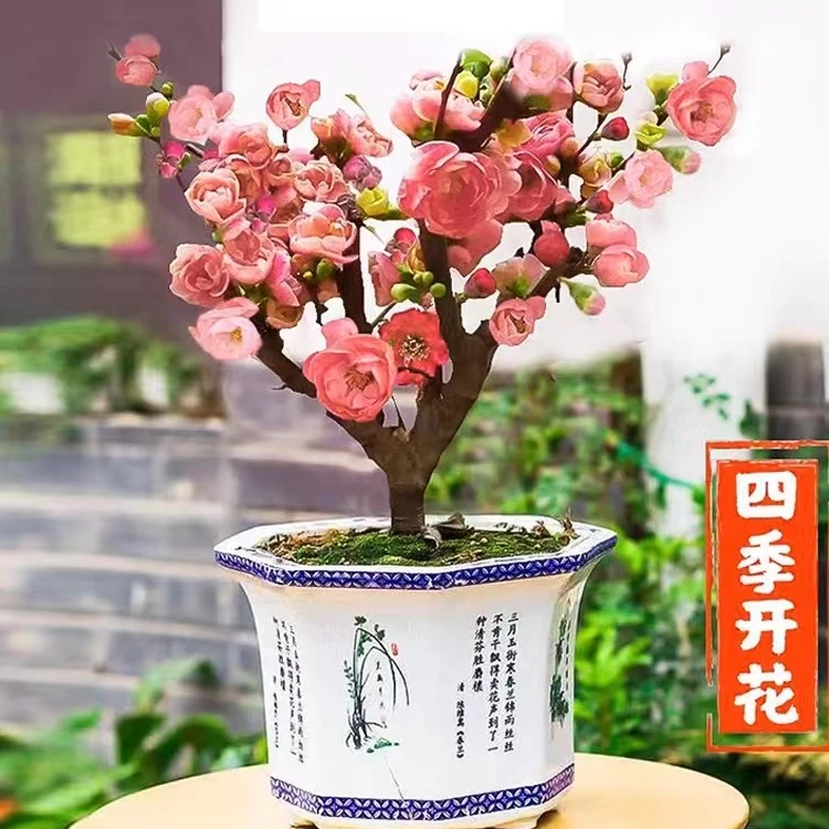 四季日本海棠花盆栽树苗重瓣花卉盆景老桩庭院绿植物耐寒花卉