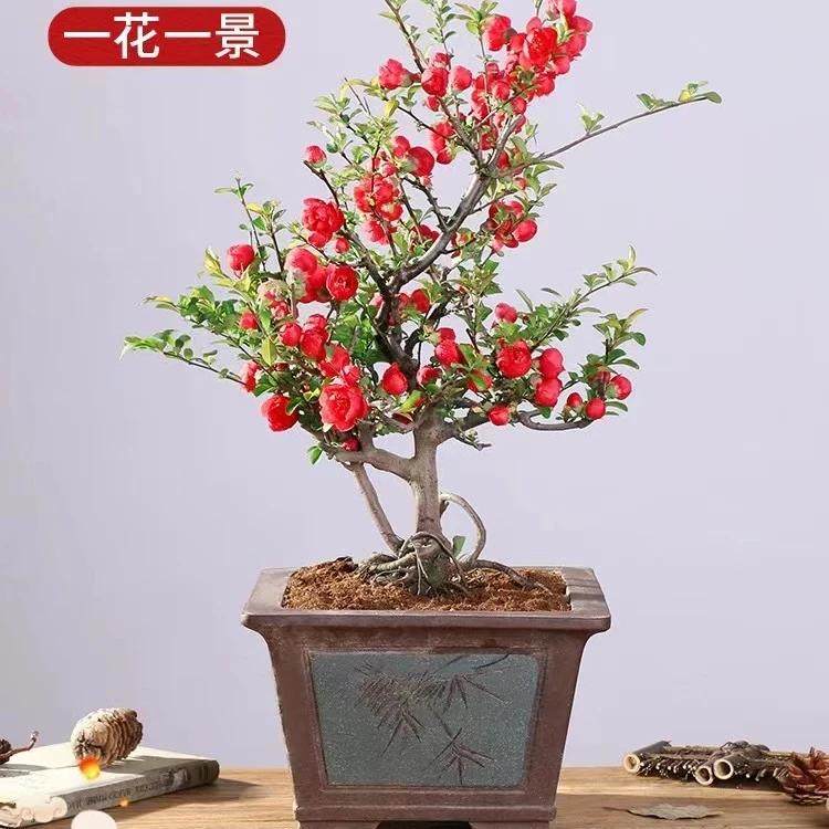 四季长寿冠海棠花盆栽树苗重瓣花卉盆景老桩庭院绿植物耐寒花卉