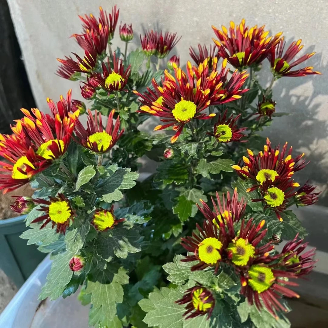 烟花荷兰菊盆栽四季开花卉庭院植物室内花卉绿植乒乓菊带花苞花苗