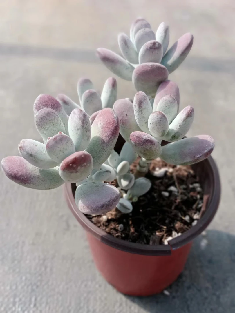 乒乓福娘多肉植物（九点九包邮）  以 直播间实物为标准