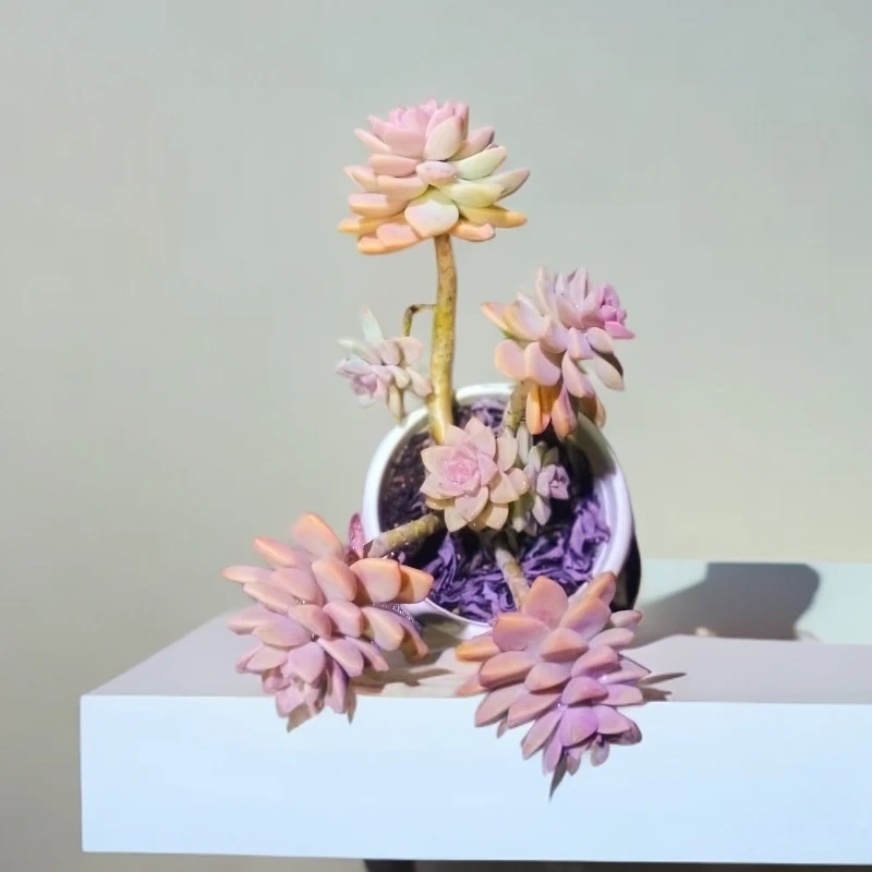 淡雪老桩多肉植物（九点九包邮） 以直播间实物为标准