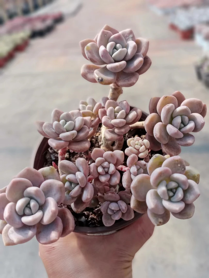 克洛伊多肉（九点九包邮）以直播间实物为标准