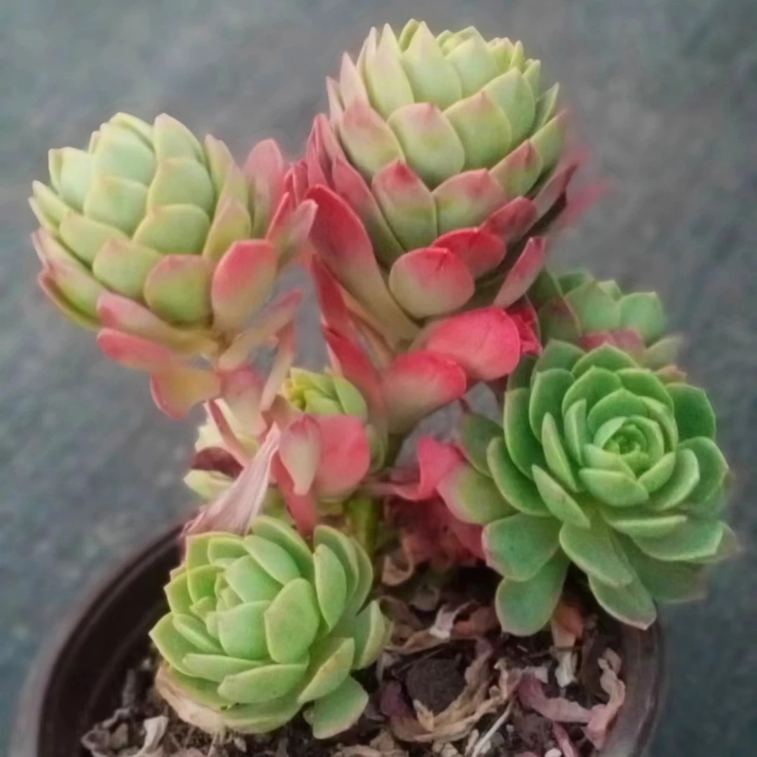 蔷薇玫瑰（九点九包邮） 以直播间展示实物为标准