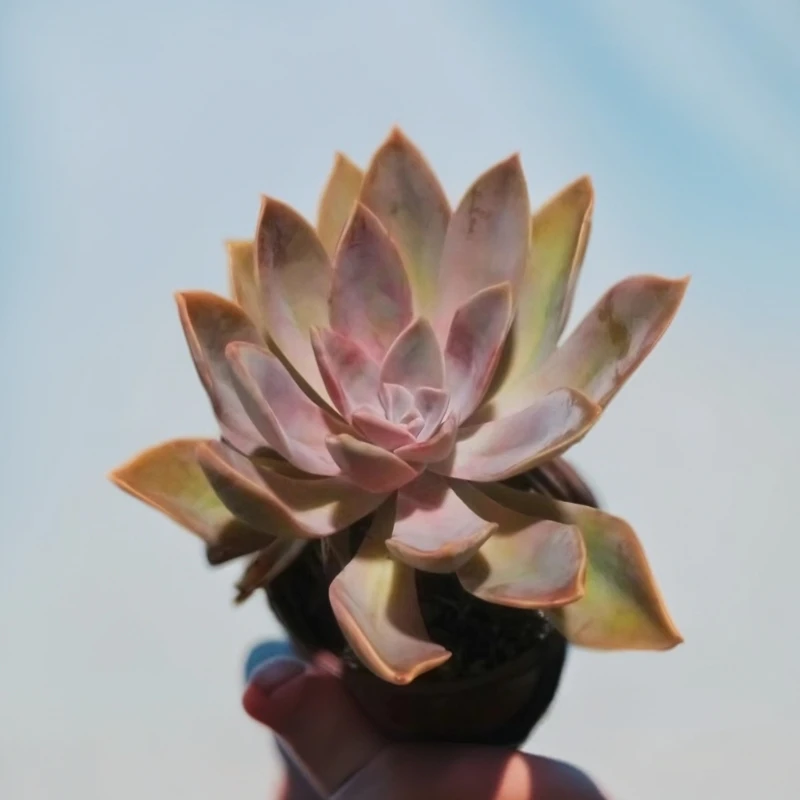 太妃糖 多肉植物（九点九包邮） 以直播间实物为标准 新手好养