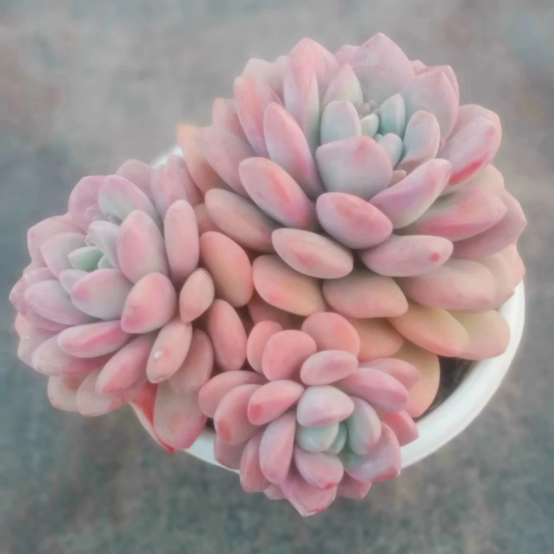 花斑鹿 （九点九包邮） 以直播间实物展示为标准