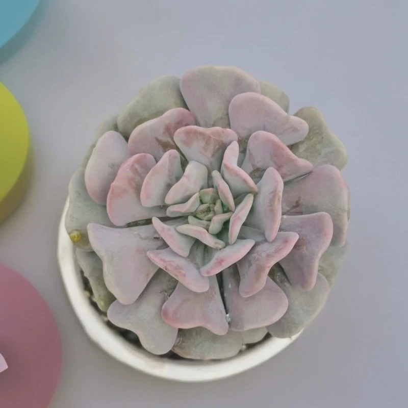 血精灵多肉植物以直播间实物为标准新手好养好看皮实