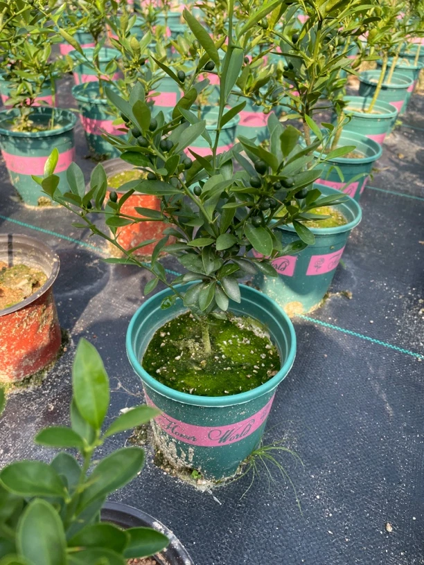 三年福豆绿植盆栽室内室外好养易活盆栽地栽大小施肥