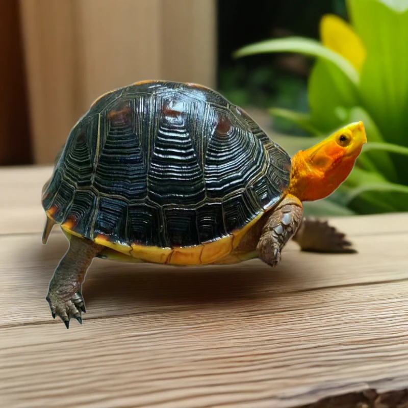 人工合法养殖黄缘闭壳龟直播挑选养殖