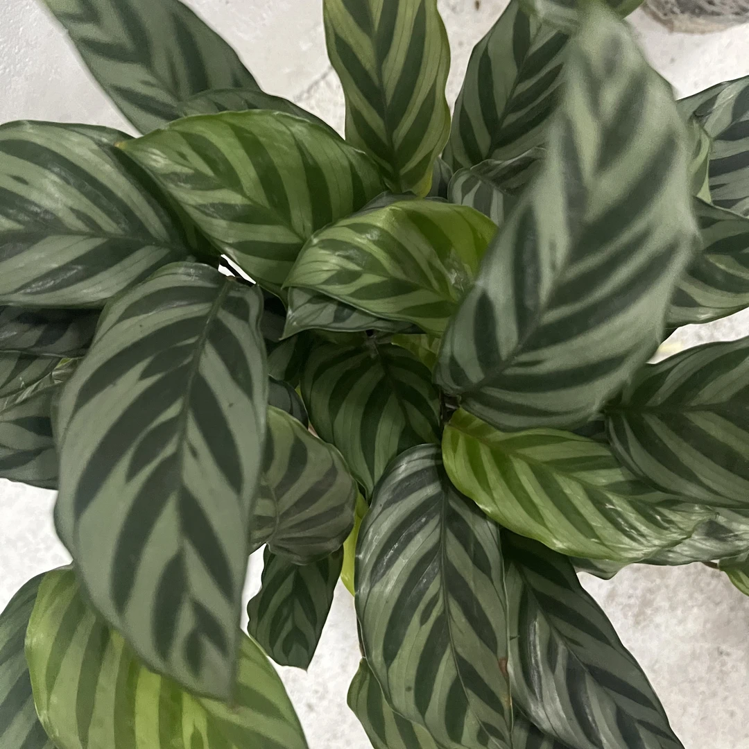 翠叶竹芋 浮力小颗一盆6箭以上 冠幅偏小介意勿拍