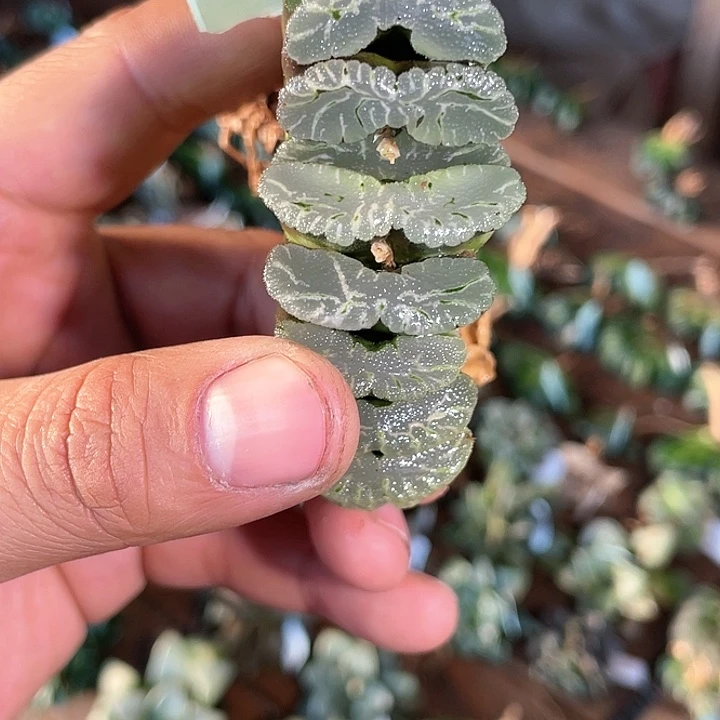十二卷多肉植物一物一拍49