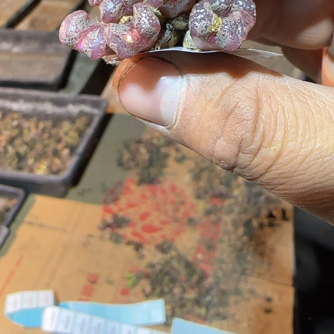 一物一拍多肉植物红蝴蝶勋章70
