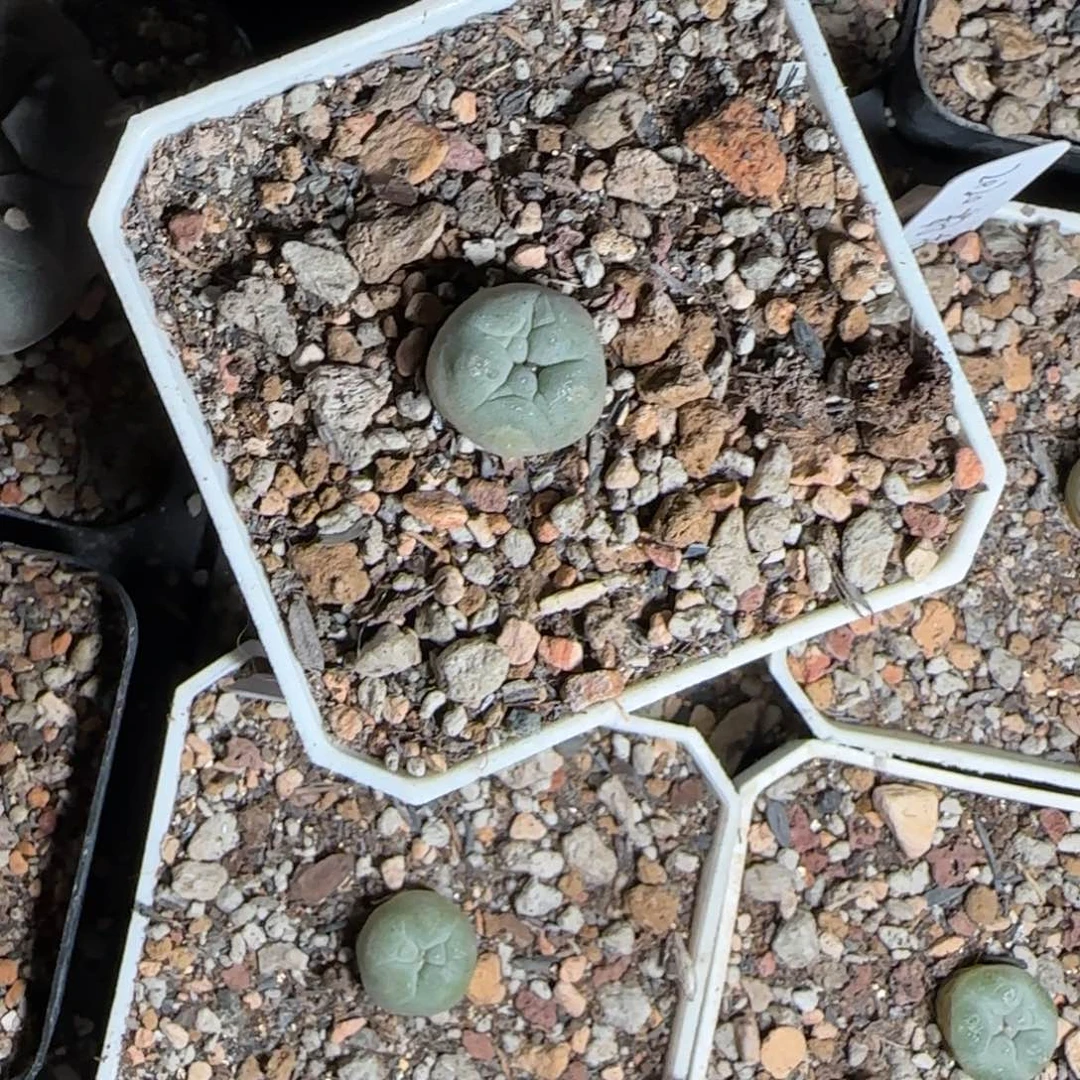 潜力比较大的2020年播小白鱼1