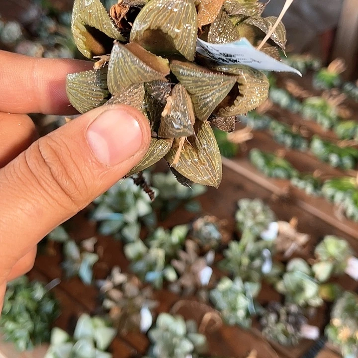 十二卷多肉植物一物一拍12