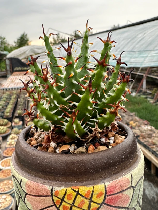 黑魔殿Aloe erinacea芦荟