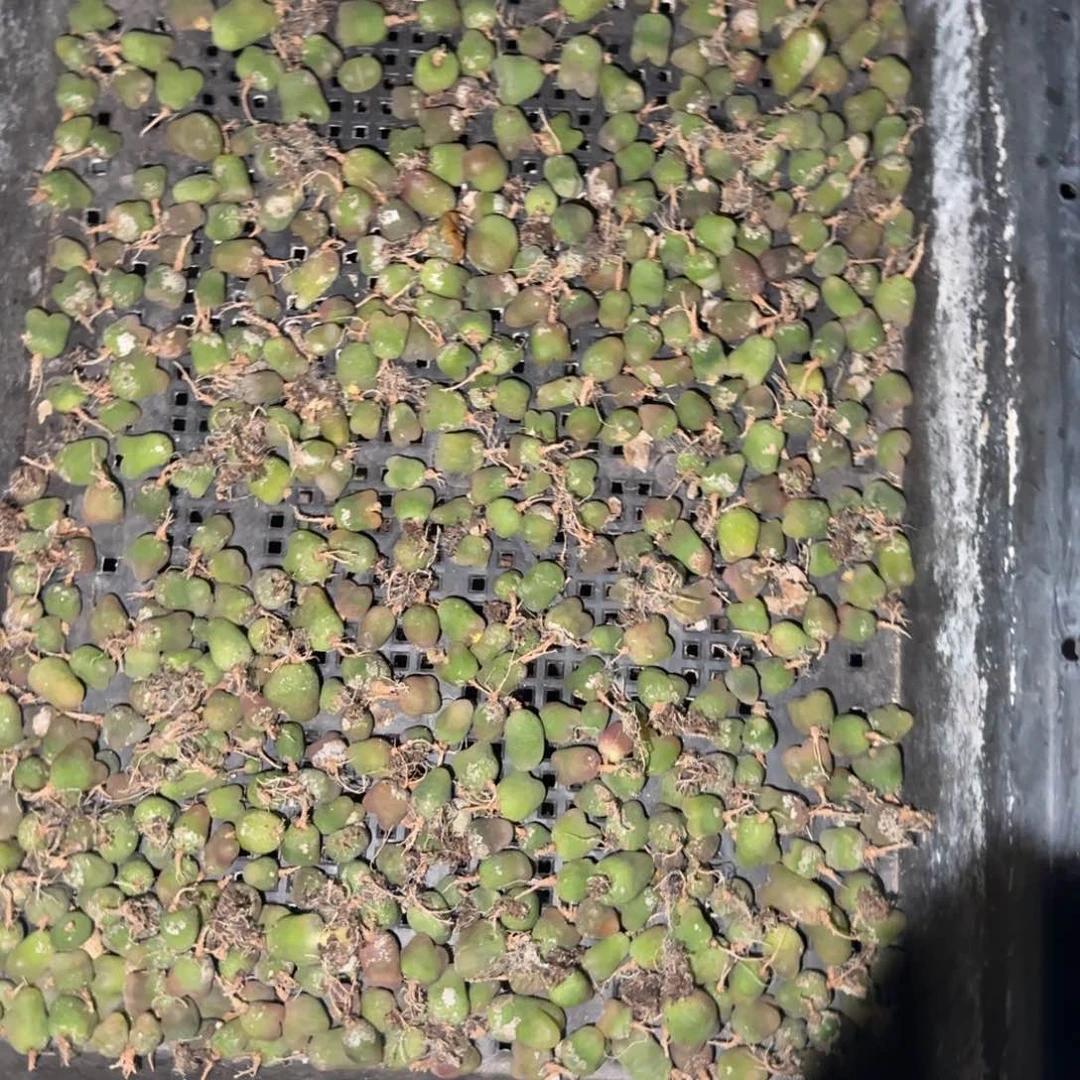 整框毛汗尼100元包邮