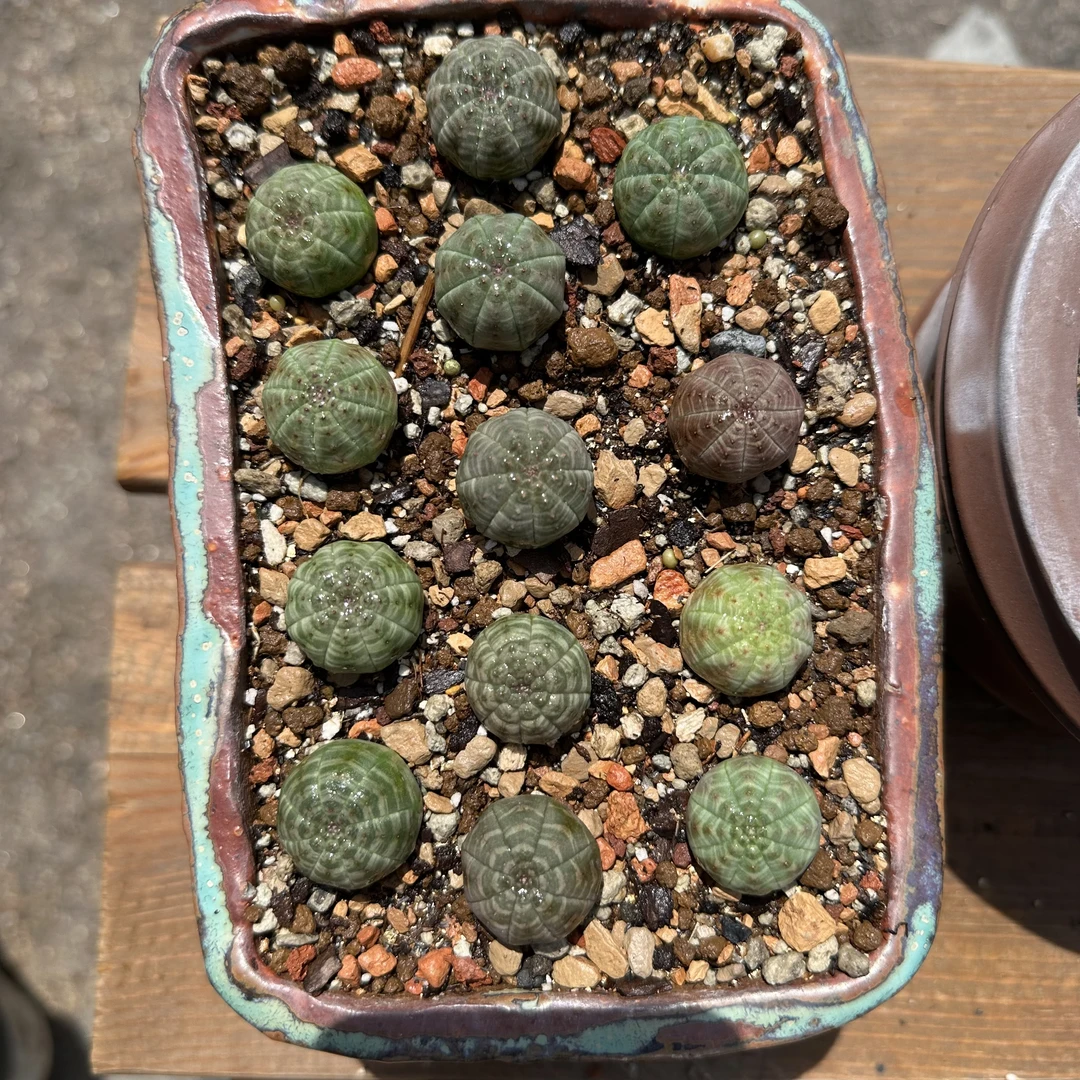 布纹球 籽播实生球 大戟科