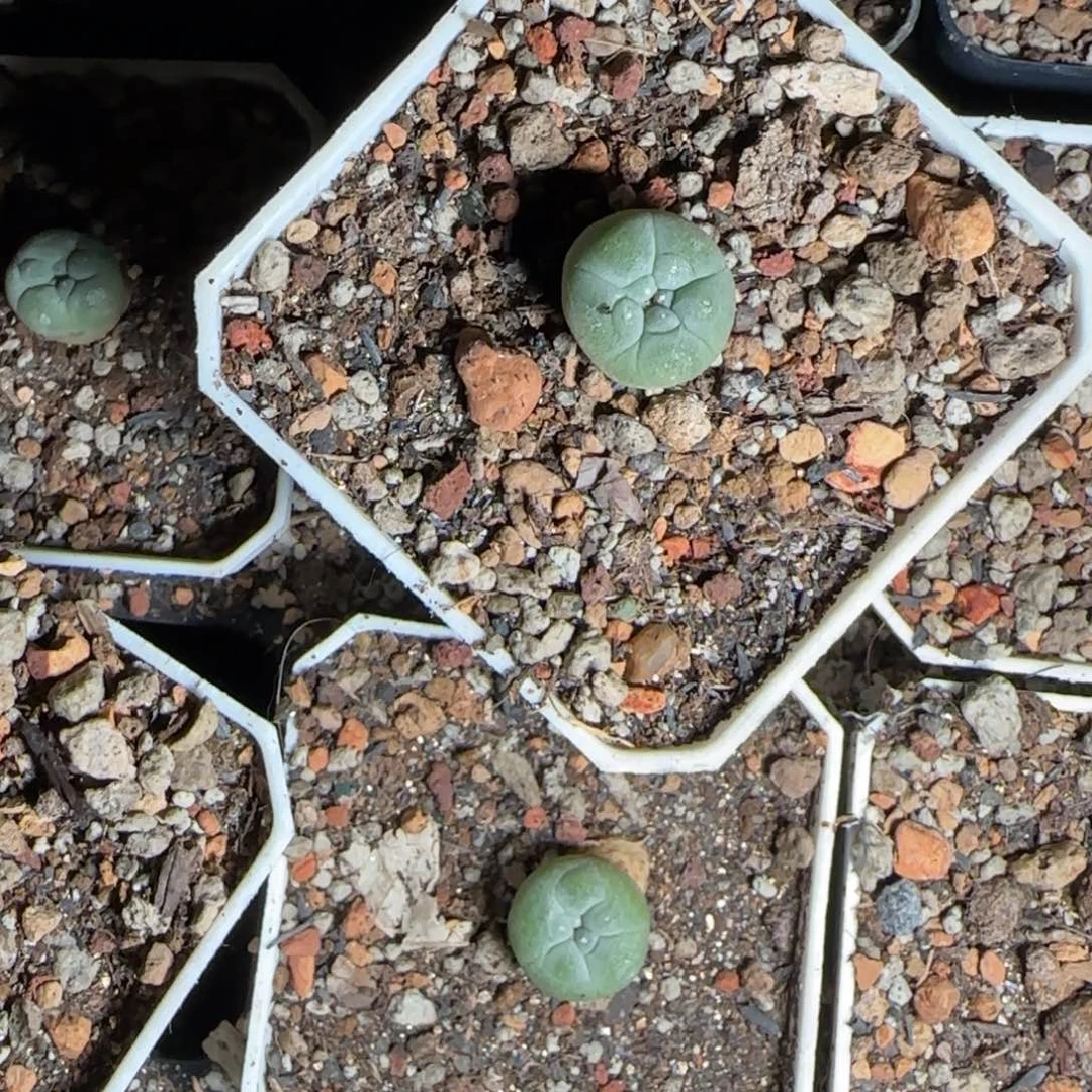 潜力比较好的鱼苗02