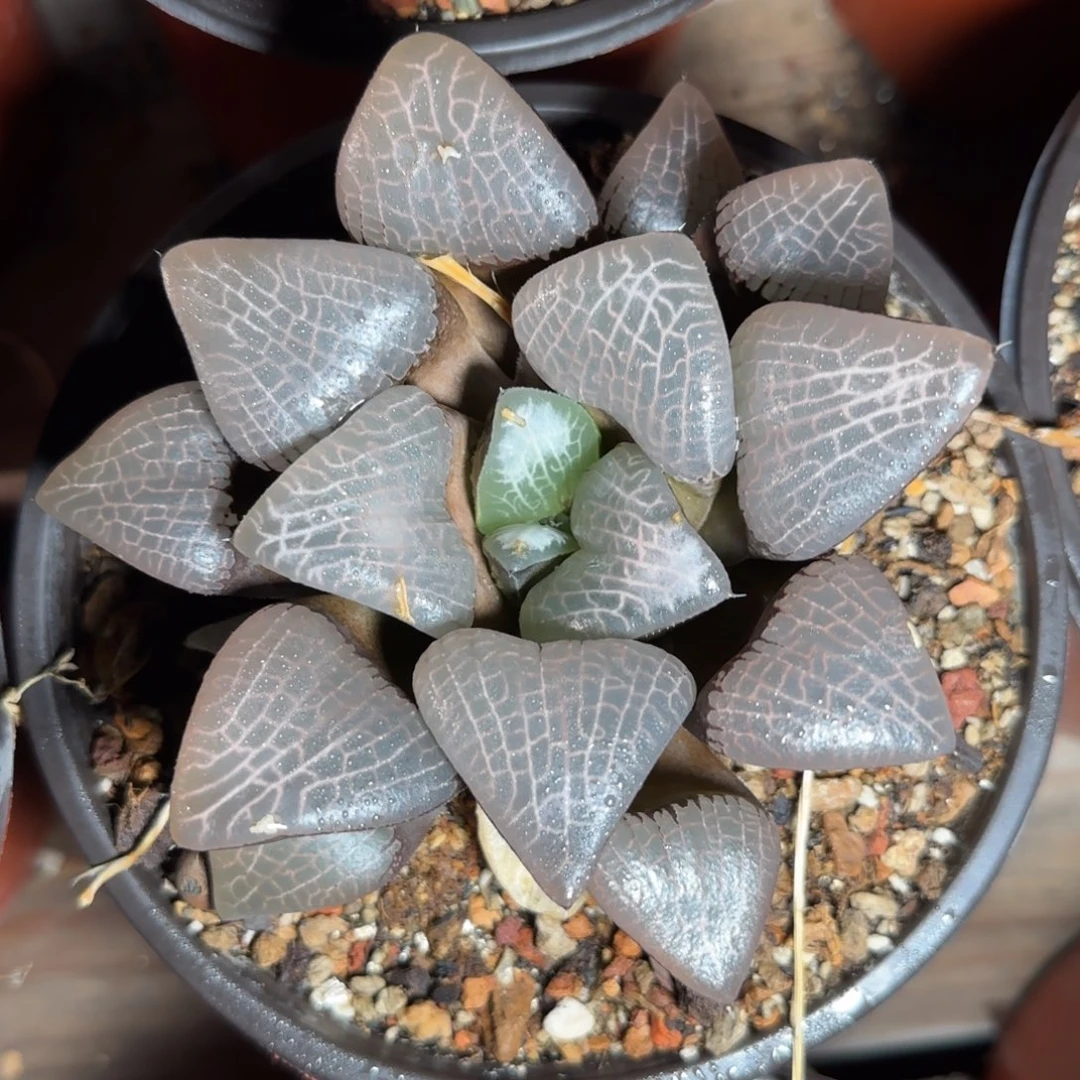 云窗大型克里克特，