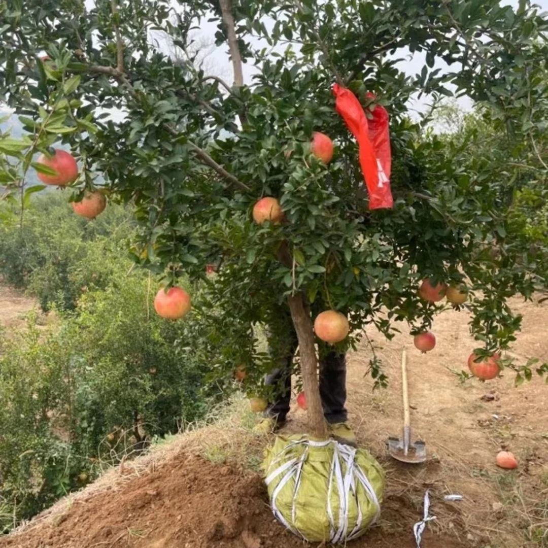 正宗突尼斯软籽石榴树 一物一拍