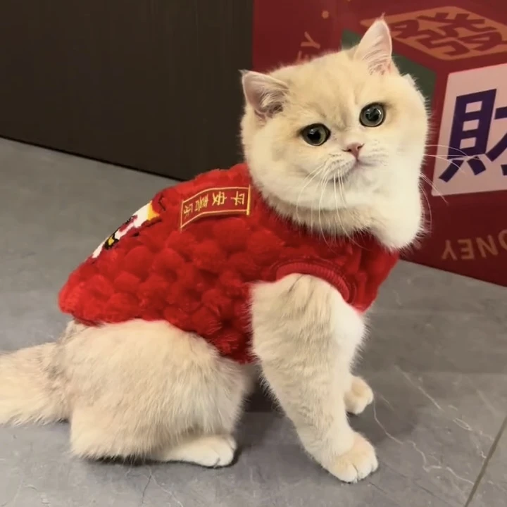 宠物衣服小型犬猫咪喜庆大红带牵引加绒加厚泰迪比熊金渐层背心衣