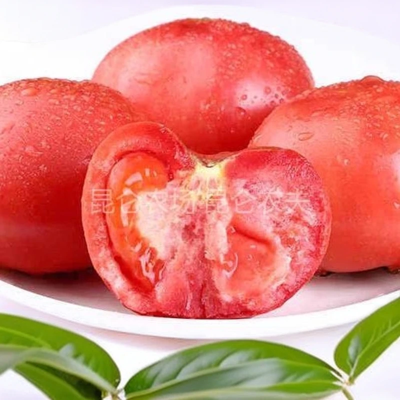 新疆有机口感番茄，百吃不腻的番茄