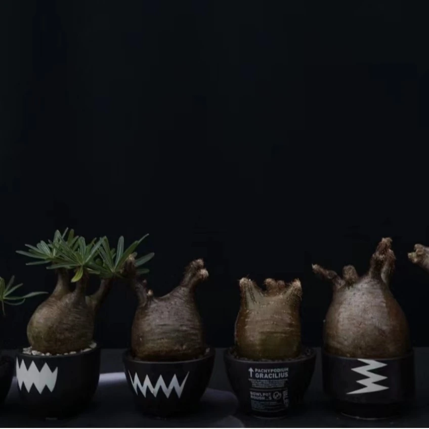 仙人球 块根植物 象牙宫 象足漆树