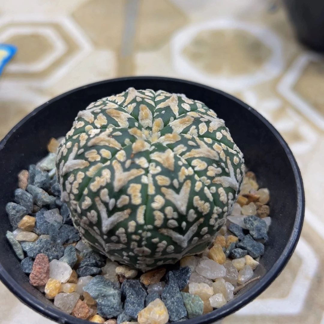 v兜h h d h d dj j d