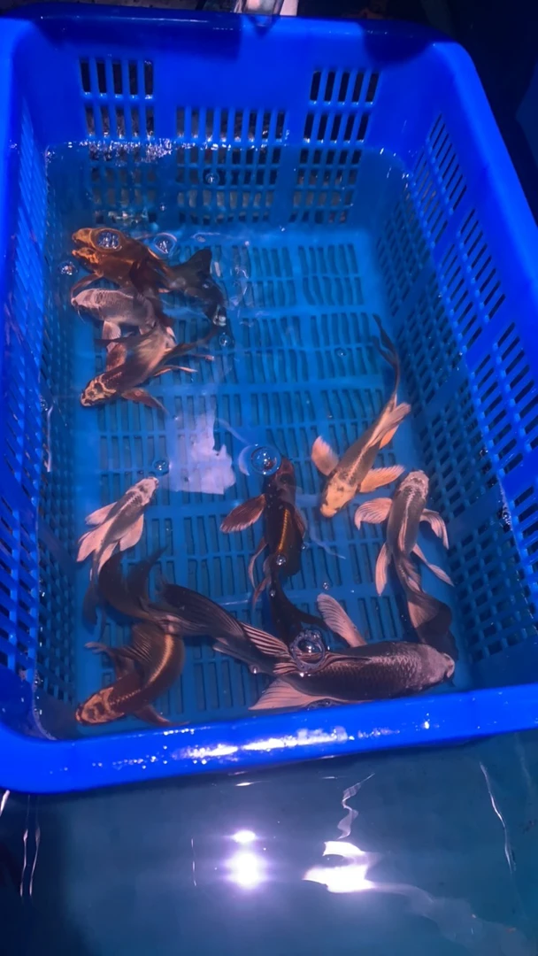 精品蝴蝶球鲤精品蝴蝶鲤