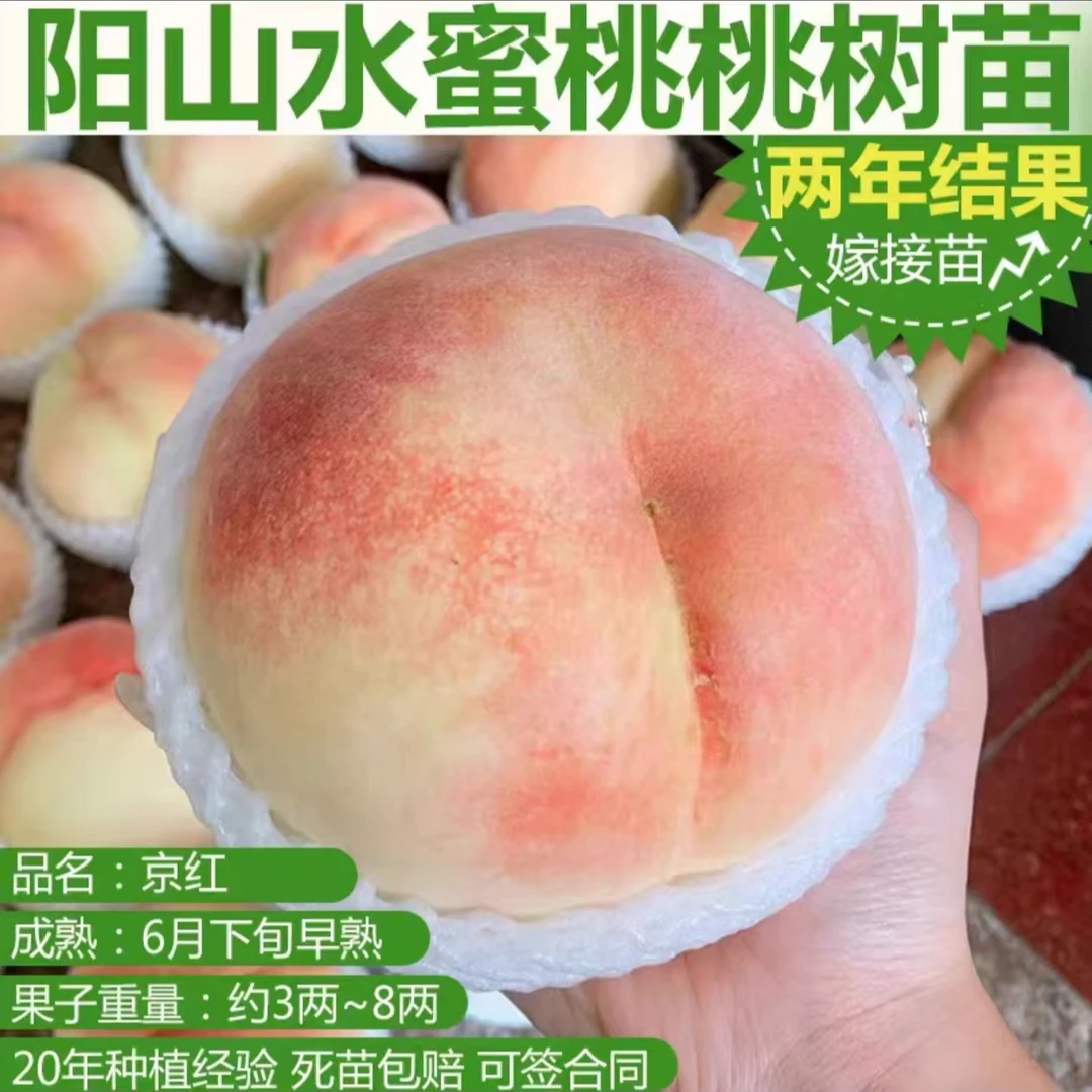阳山水蜜桃桃苗两年嫁接苗