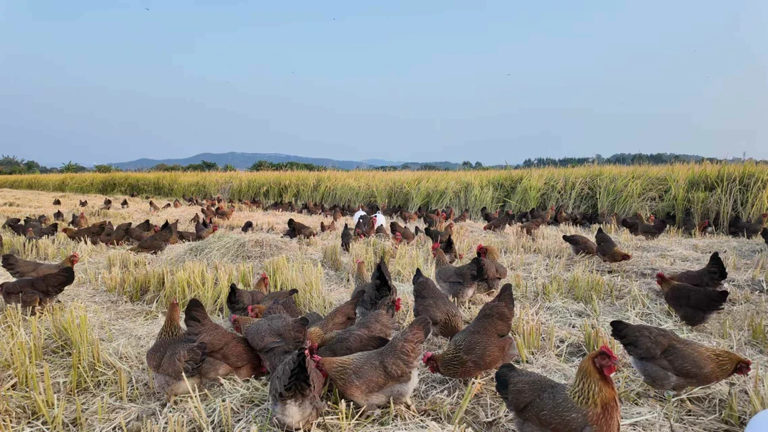 正宗清远农家散养麻鸡（一号苗）营养紧实品质