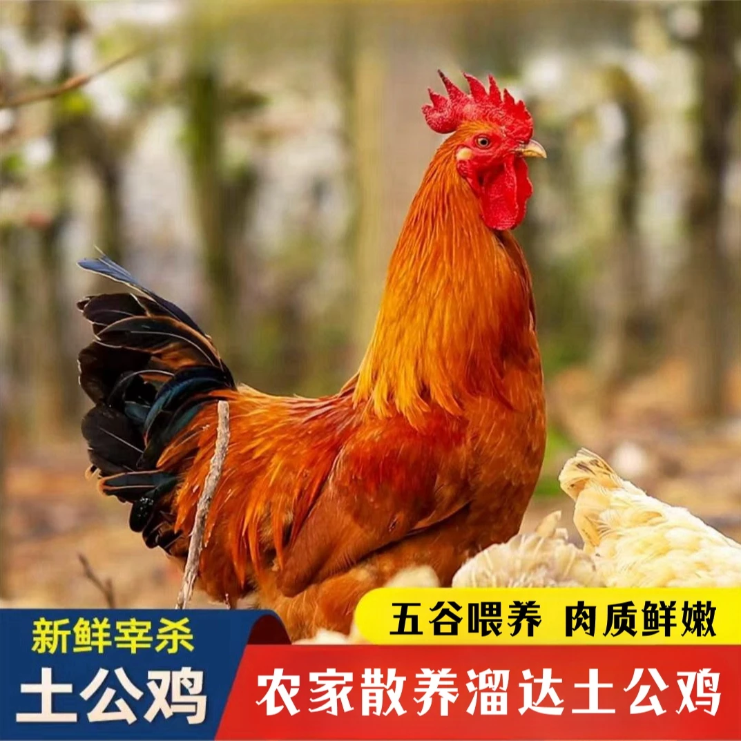 【香秀家】放养土公鸡  2只毛重9斤 净重共6斤 杀好发出