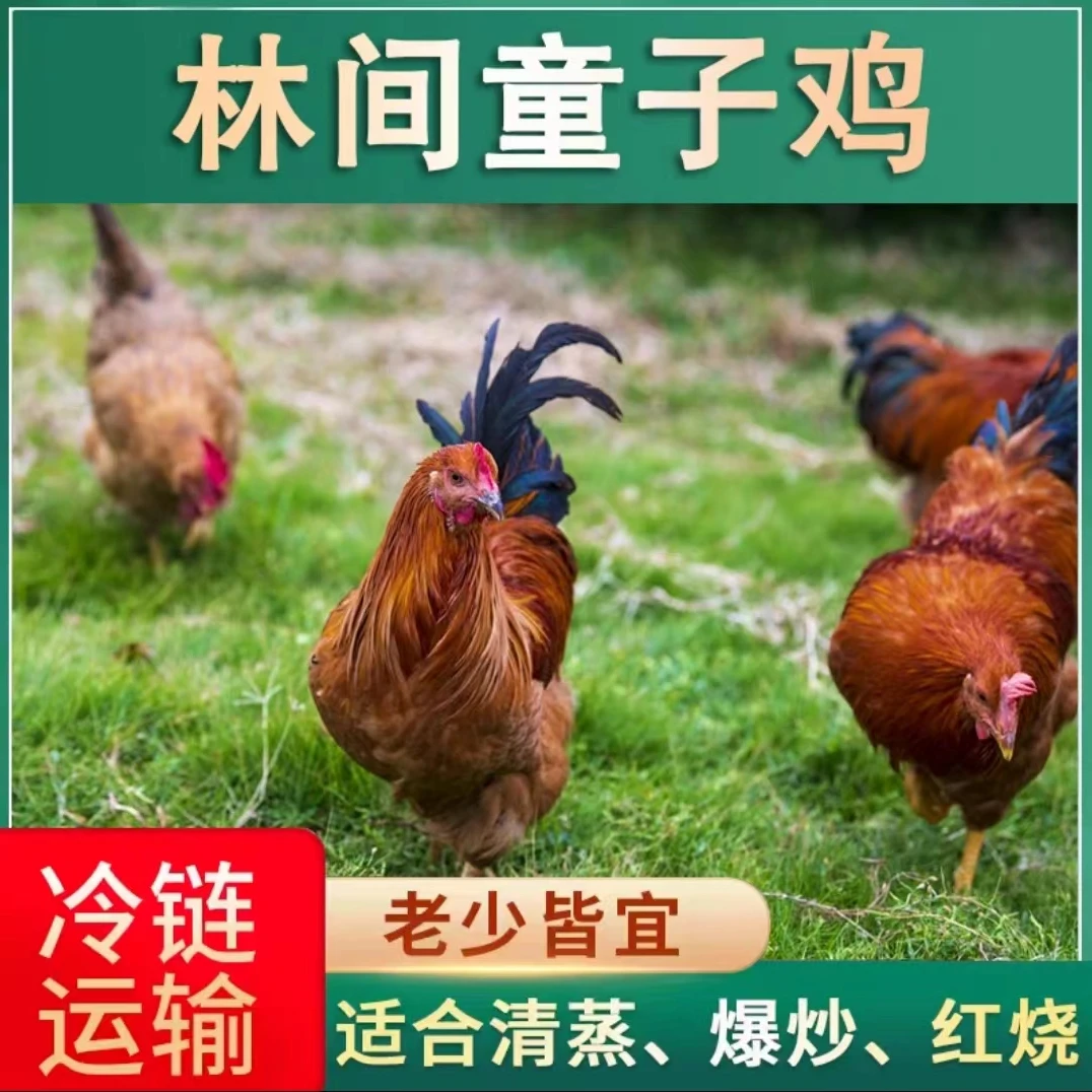 【小豪家】放养100天童子鸡 3只净重共4.5斤 肉质鲜嫩 净膛发货