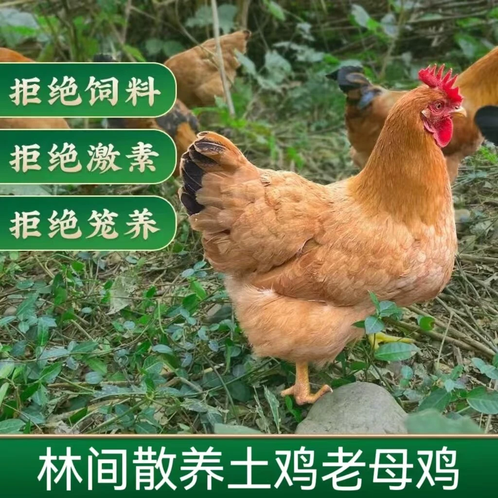 【大牛家】放养土鸡老母鸡   4只净重共8斤 带内脏 杀好发货