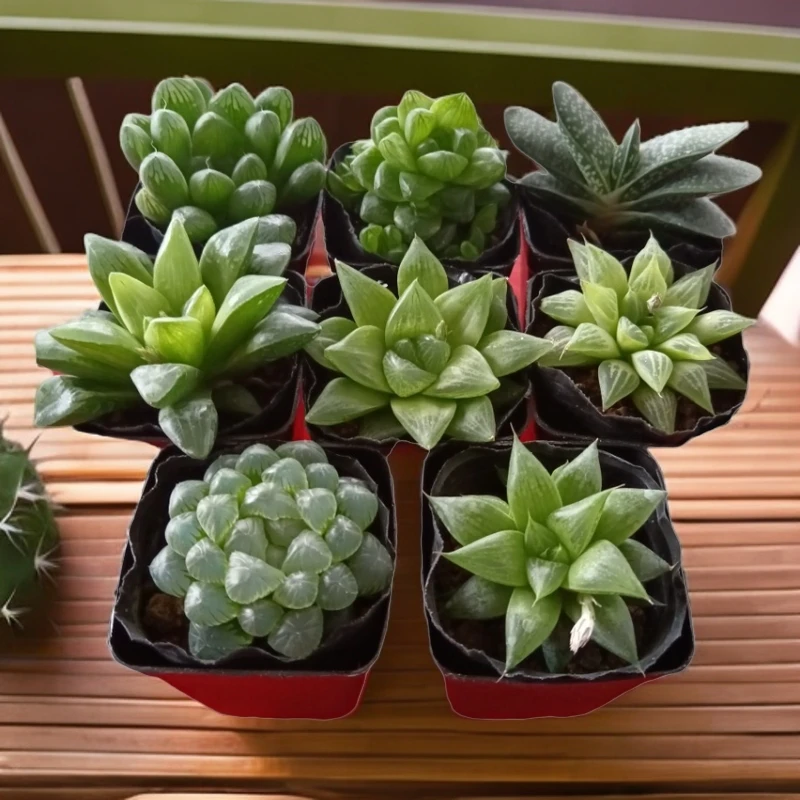 小盆栽多肉植物窗台花卉绿植室内懒人好养植物原杯子打包带土包邮